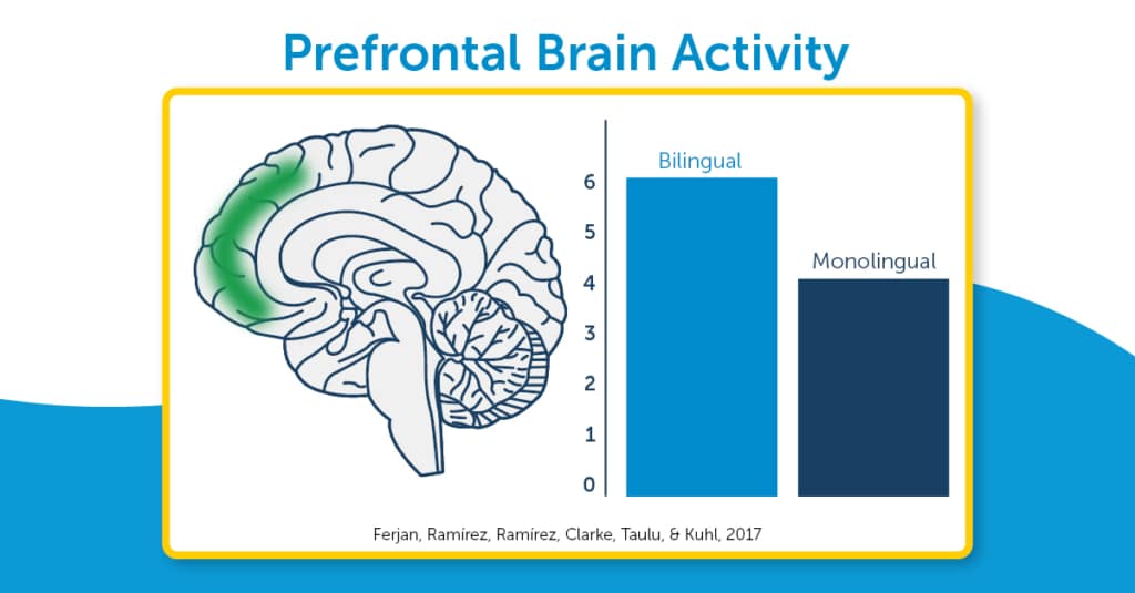 Graphic showing prefrontal brain activity is higher in bilingual children compared to monolingual